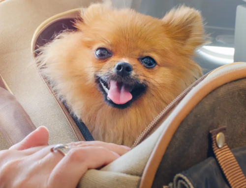 BARK Air Revolutionizes Pet Travel with First-Class Flights for Dogs